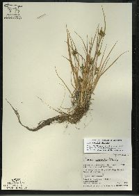 Carex viridula image