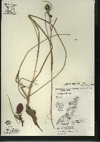 Sparganium angustifolium image