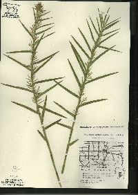 Dulichium arundinaceum var. arundinaceum image