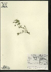 Hypericum boreale image