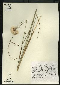 Eriophorum virginicum image