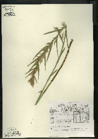 Dulichium arundinaceum var. arundinaceum image