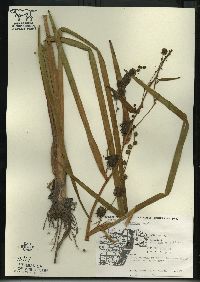 Sparganium eurycarpum image