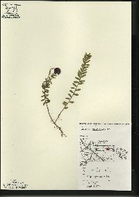 Vaccinium macrocarpon image