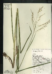 Glyceria grandis image