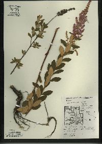 Spiraea tomentosa image