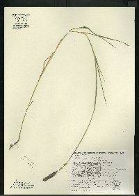 Muhlenbergia glomerata image