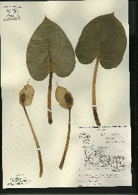 Calla palustris image