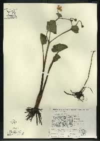 Caltha palustris image