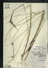 Carex oligosperma image