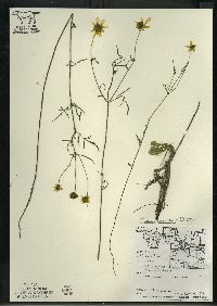 Bidens trichosperma image