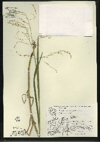 Glyceria canadensis image