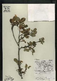 Aronia melanocarpa image