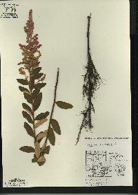 Spiraea tomentosa image