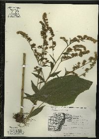 Solidago patula image