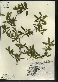 Ilex mucronata image