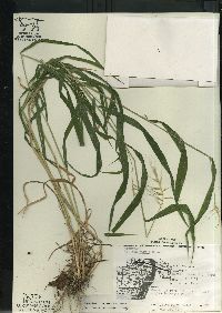 Elymus hystrix image