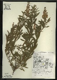 Spiraea alba image