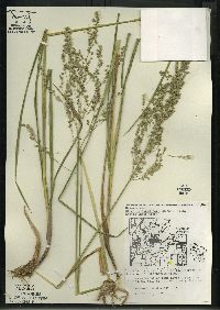 Glyceria canadensis image