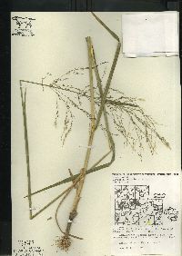 Glyceria grandis image