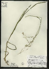 Glyceria canadensis image