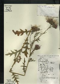 Cirsium muticum image