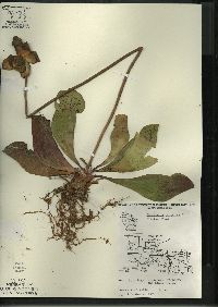 Sarracenia purpurea image