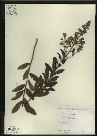 Spiraea alba image