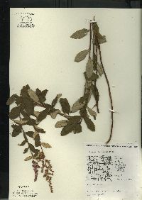 Spiraea tomentosa image