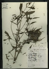 Bidens connata image