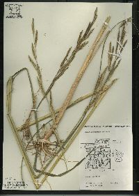 Spartina pectinata image