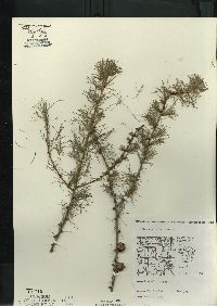 Larix laricina image