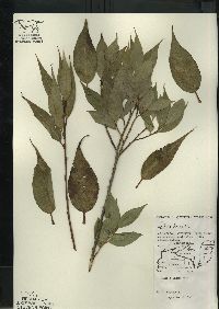 Salix lucida image