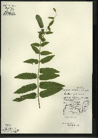 Scutellaria galericulata image