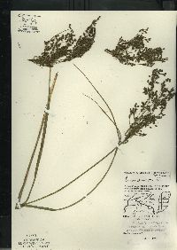 Scirpus atrocinctus image