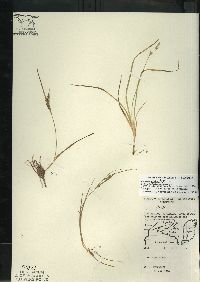 Carex deweyana image