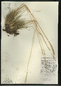 Festuca saximontana image