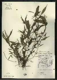 Bidens connata image