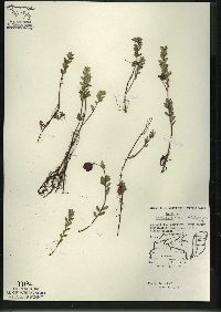 Vaccinium macrocarpon image