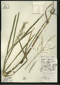 Glyceria canadensis image