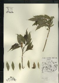 Salix lucida image