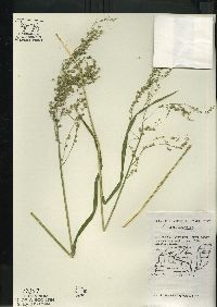 Glyceria canadensis image