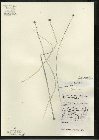 Eriocaulon aquaticum image