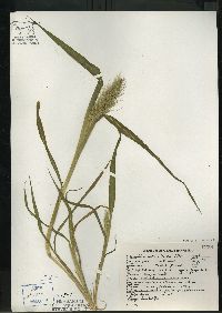 Echinochloa walteri image