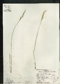 Oryzopsis asperifolia image