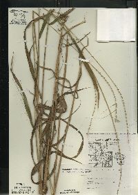 Elymus hystrix image