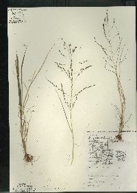 Eragrostis pectinacea var. pectinacea image