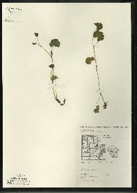 Hydrocotyle americana image