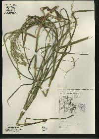 Glyceria canadensis image