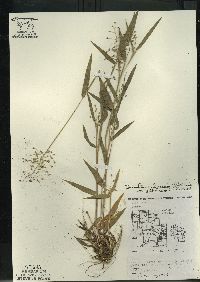 Dichanthelium scribnerianum image